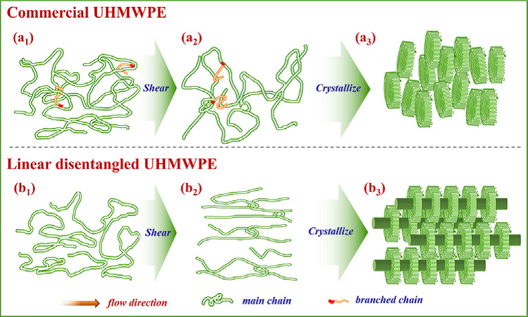 Melt processing and structural manipulation of highly linear disentangled ultrahigh molecular weight polyethylene.