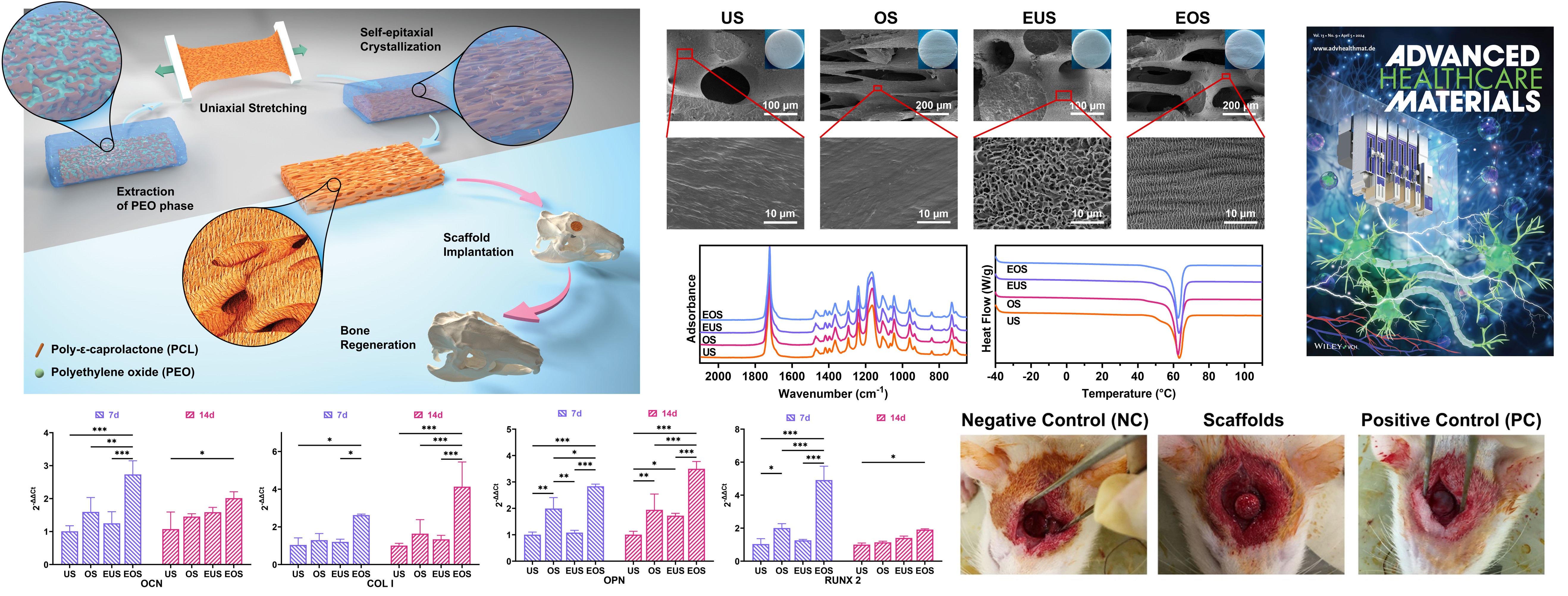 Hierarchically Biomimetic Scaffolds with Anisotropic Micropores and Nanotopological Patterns to Promote Bone Regeneration via Geometric Modulation