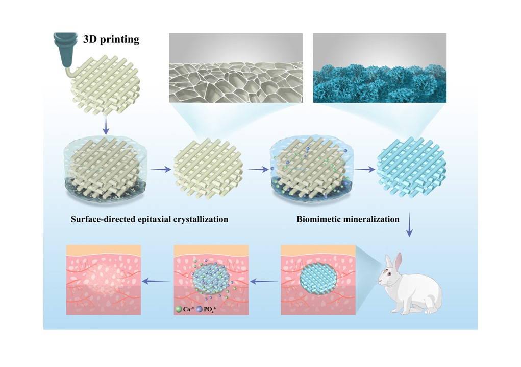 纳米拓扑形貌诱导的3D打印仿生矿化支架促进骨修复论文发表于ACS Appl. Mater. Interfaces期刊
