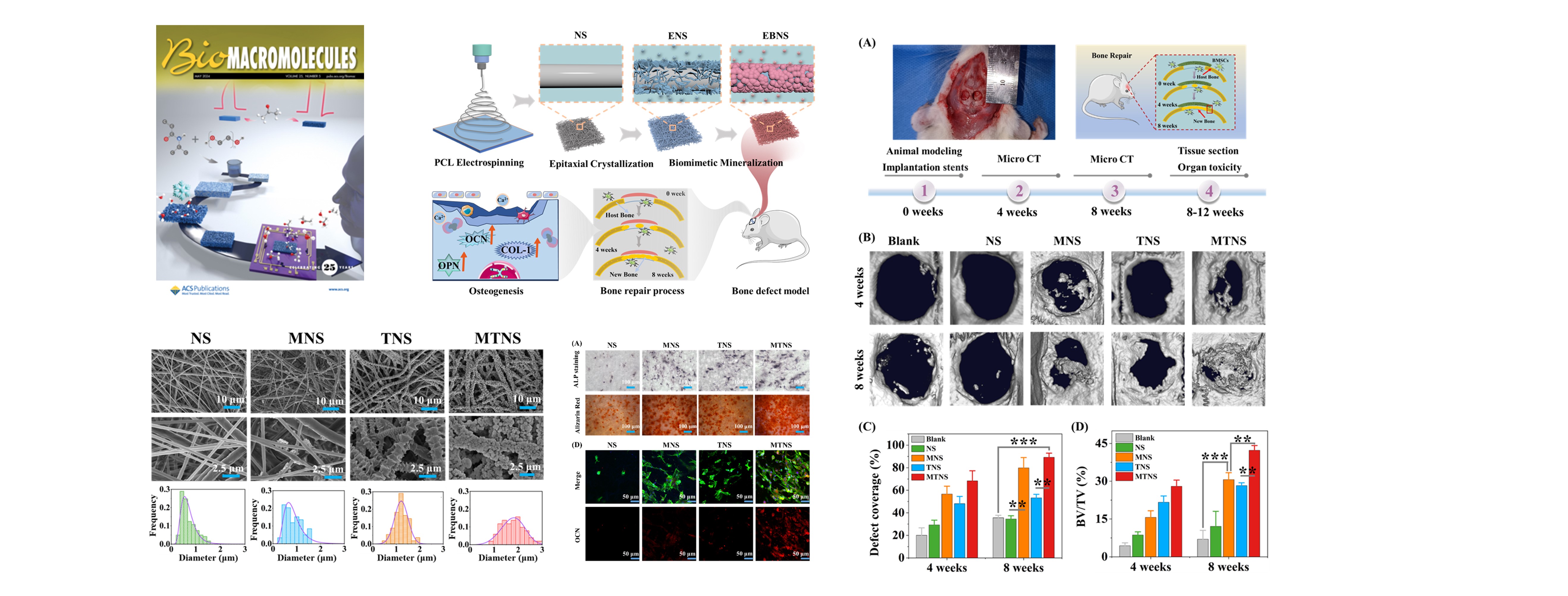 A Biomimetic Fibrous Composite Scaffold with Nanotopography-Regulated Mineralization for Bone Defect Repair